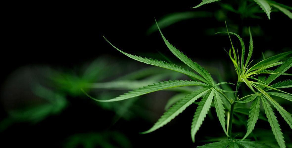 ¿En qué se diferencia el THC del CBD?