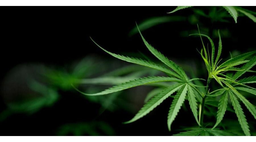 Diferencia el THC del CBD