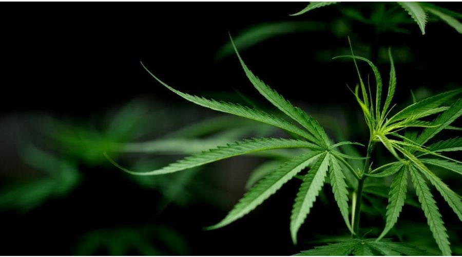 Diferencia el THC del CBD