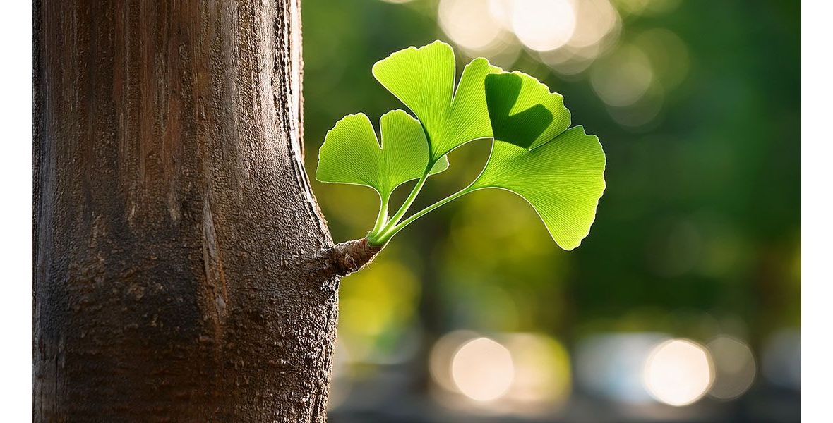 ¿Para qué sirve el Ginkgo Biloba?