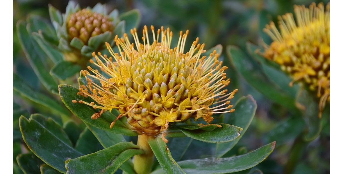 Una flor de Rhodiola rosea