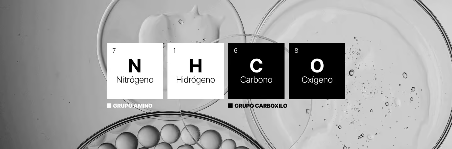 NHCO_bodegon